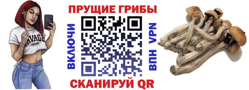 Галлюциногенные грибы Psilocybine cubensis  Губкинский 